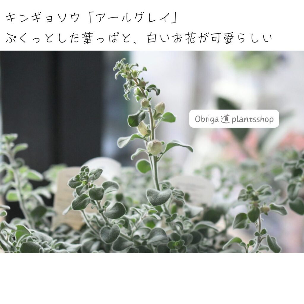白い花が可愛らしい