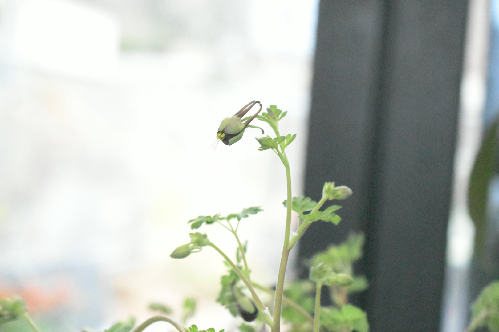 茶色のユニークな花が特徴的