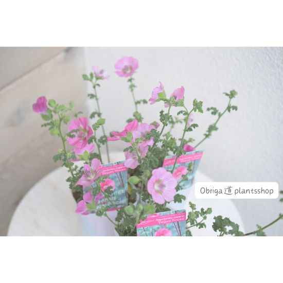 a plant with pink flowers