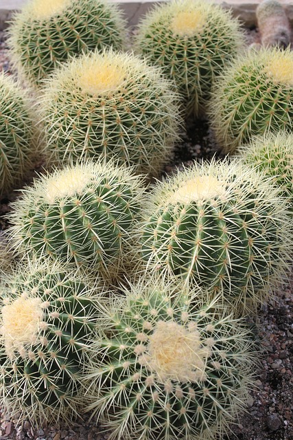 cacti 4561410 640