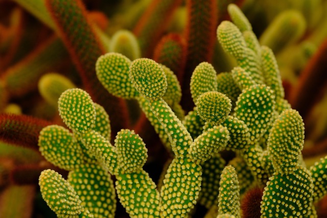 cactus 8226074 640