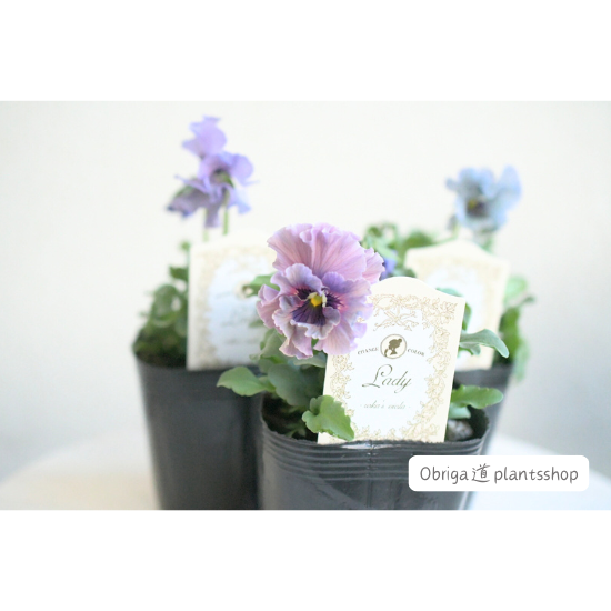 ビオラ「レディ」